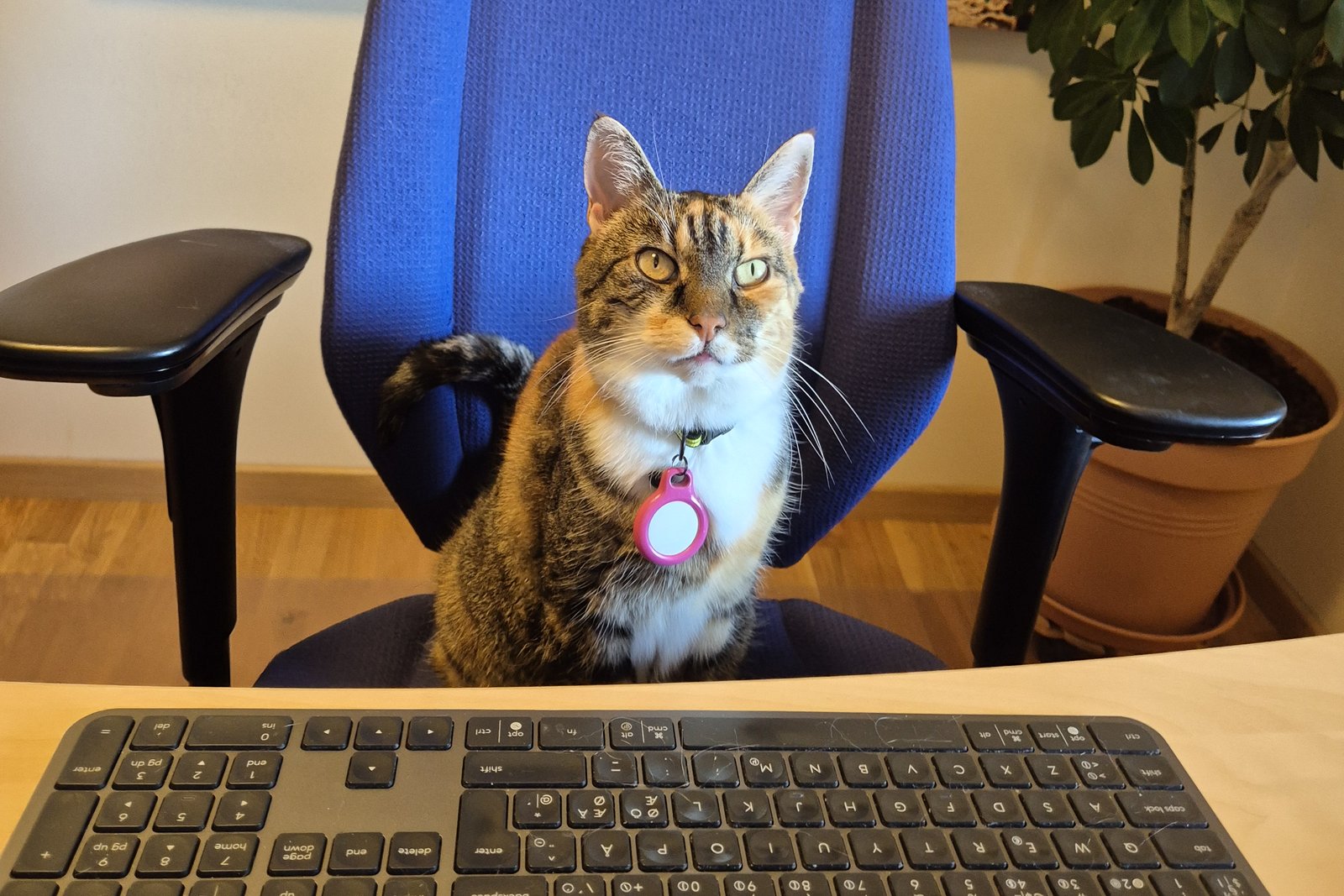 The operator's chair — a blue office chair at a desk with a keyboard, currently occupied by a cat